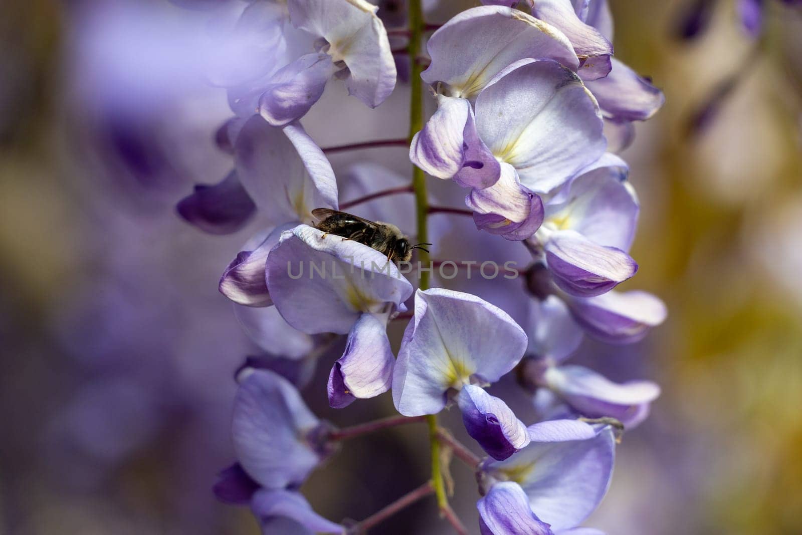 A purple flower with a bee on it by exndiver