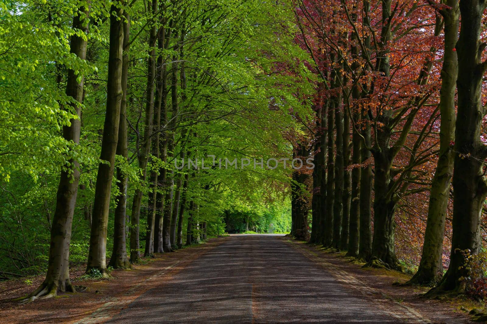 A road lined with trees is shown in the image. The trees are green and brown, with some leaves still on them. The road is empty, and the trees are lined up in a row, creating a sense of calm