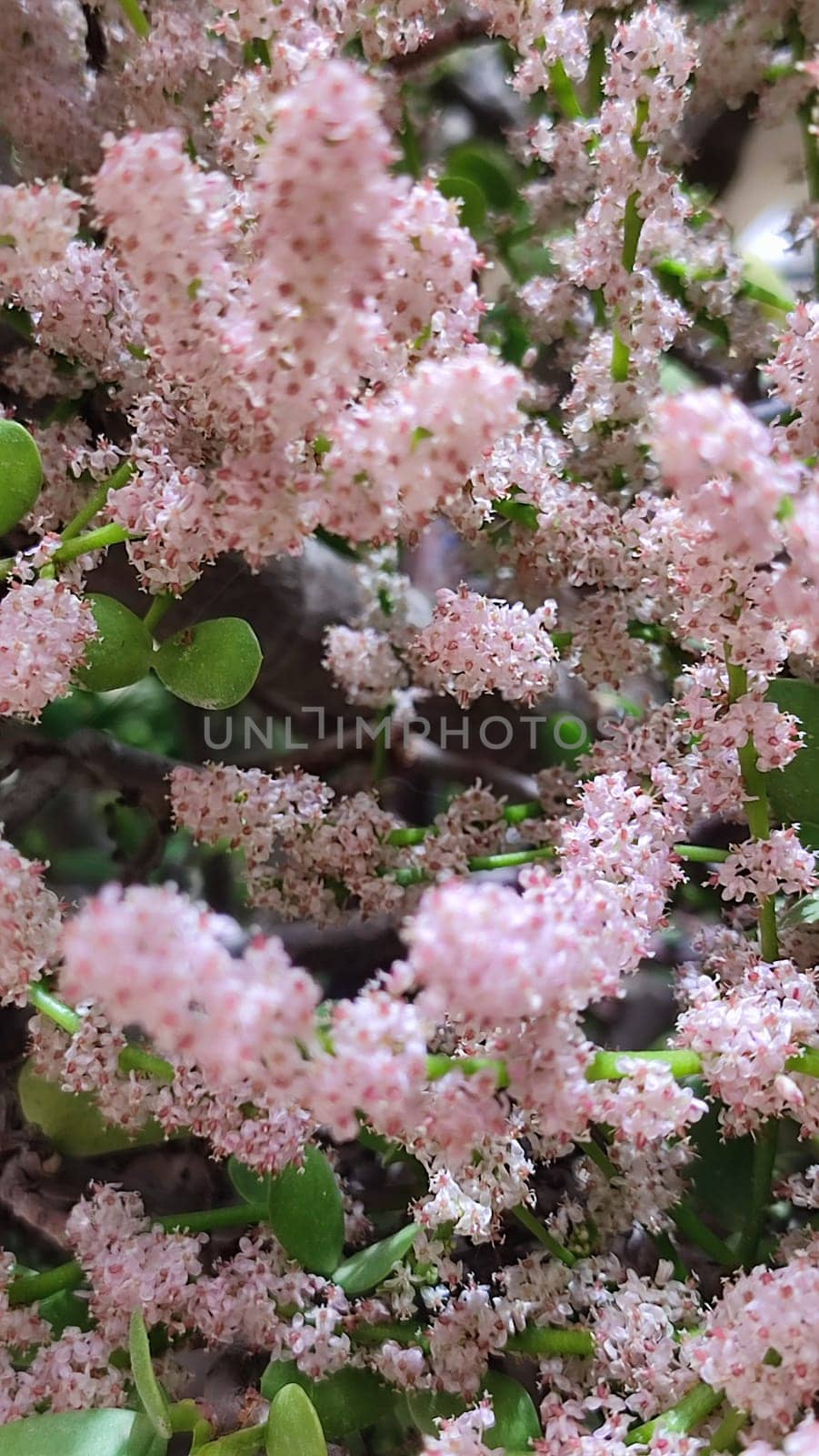 pink small flowers, green leaves, bush spring plant, botanical garden, flora. High quality photo