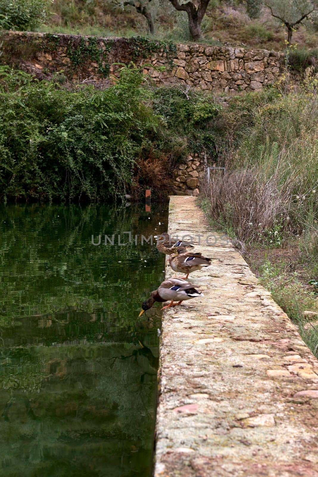 Group of three ducks on an irrigation pond, before going to the water.Transparent water, vegetation, empty space, ecosystem, traditional agriculture