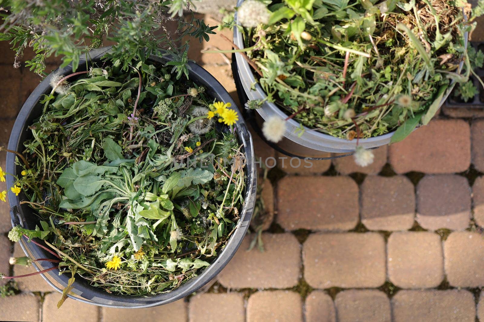 Two garden buckets full of weeds after weeding the garden. Spring garden lawn care and weed control