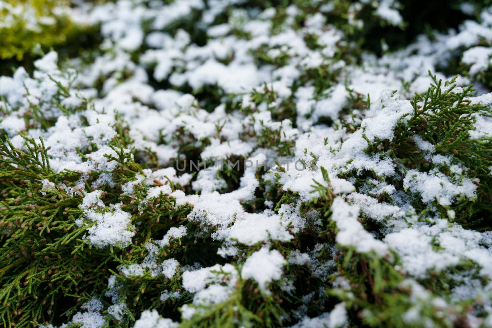 A dusting of fresh snow contrasts with the verdant green of plants, marking an abrupt transition to colder weather.