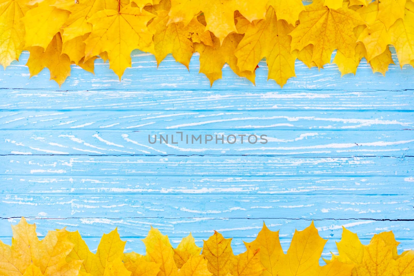 Autumn leaves frame on one down and up side wooden blue background top view Fall Border yellow and Orange Leaves vintage wood table Copy space. Mock up for your design. Display for product or text