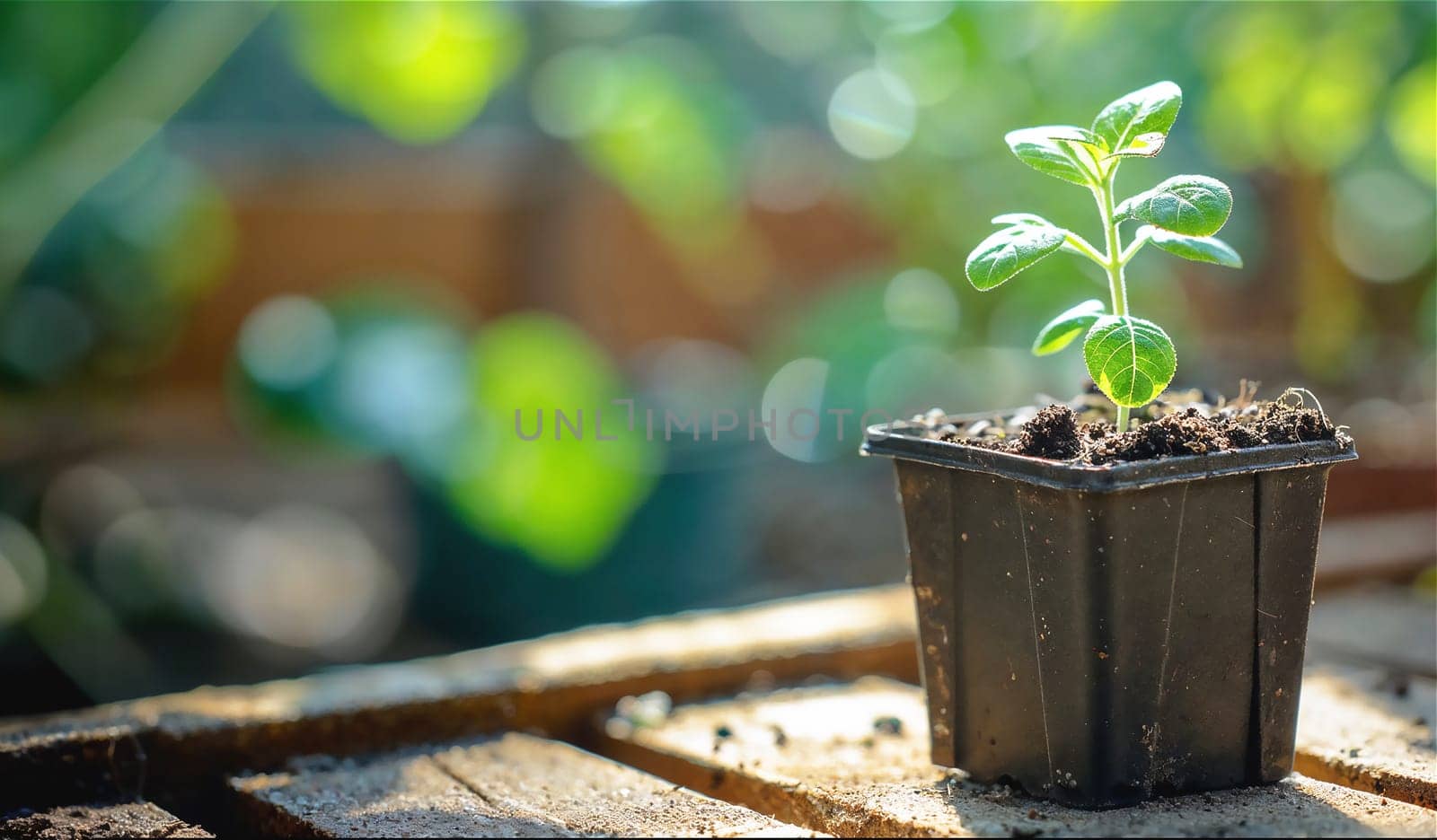 Fresh plant sprout in pot with garden backdrop