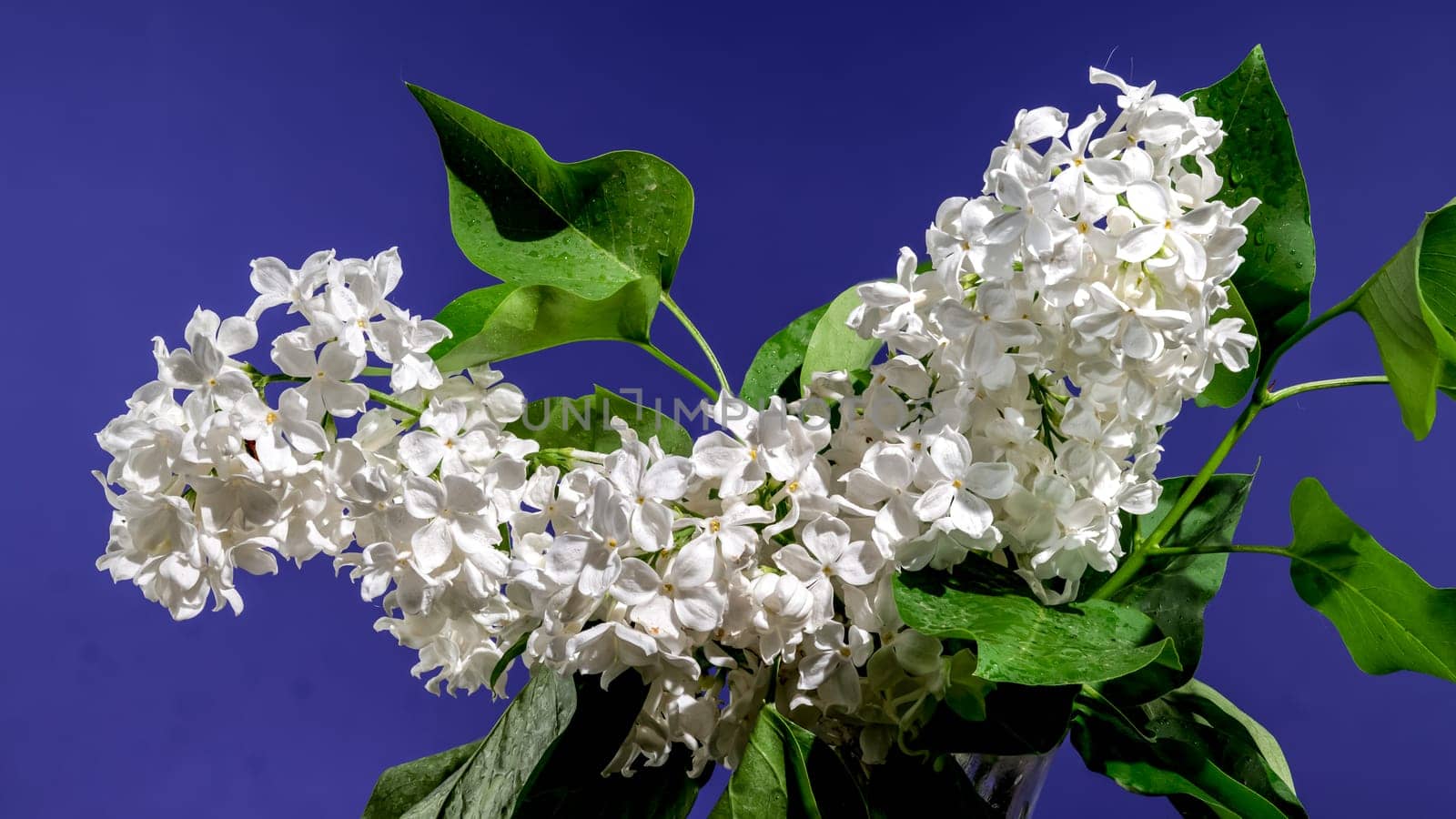 Beautiful blooming white lilac Angel White on a blue background. Flower head close-up.