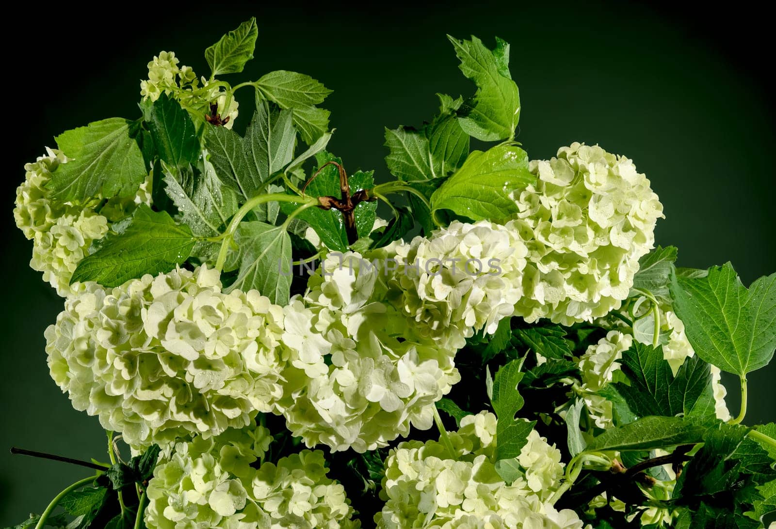 Beautiful Blooming white viburnum Chinese Snowball on a green background. Flower head close-up.