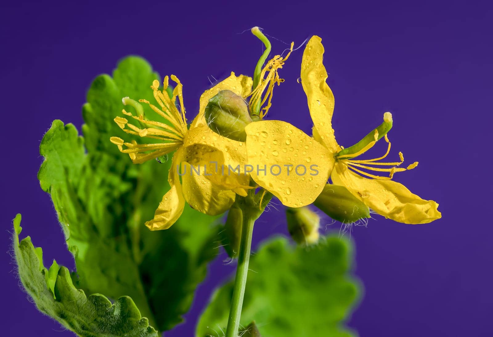 Blooming yellow lesser celandine on a purple background by Multipedia