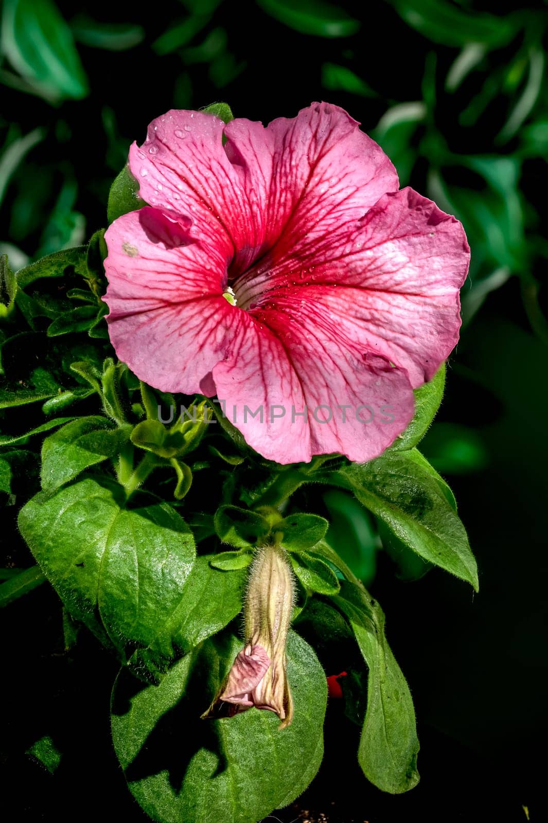 Blooming pink Petunia flowers on a green background by Multipedia