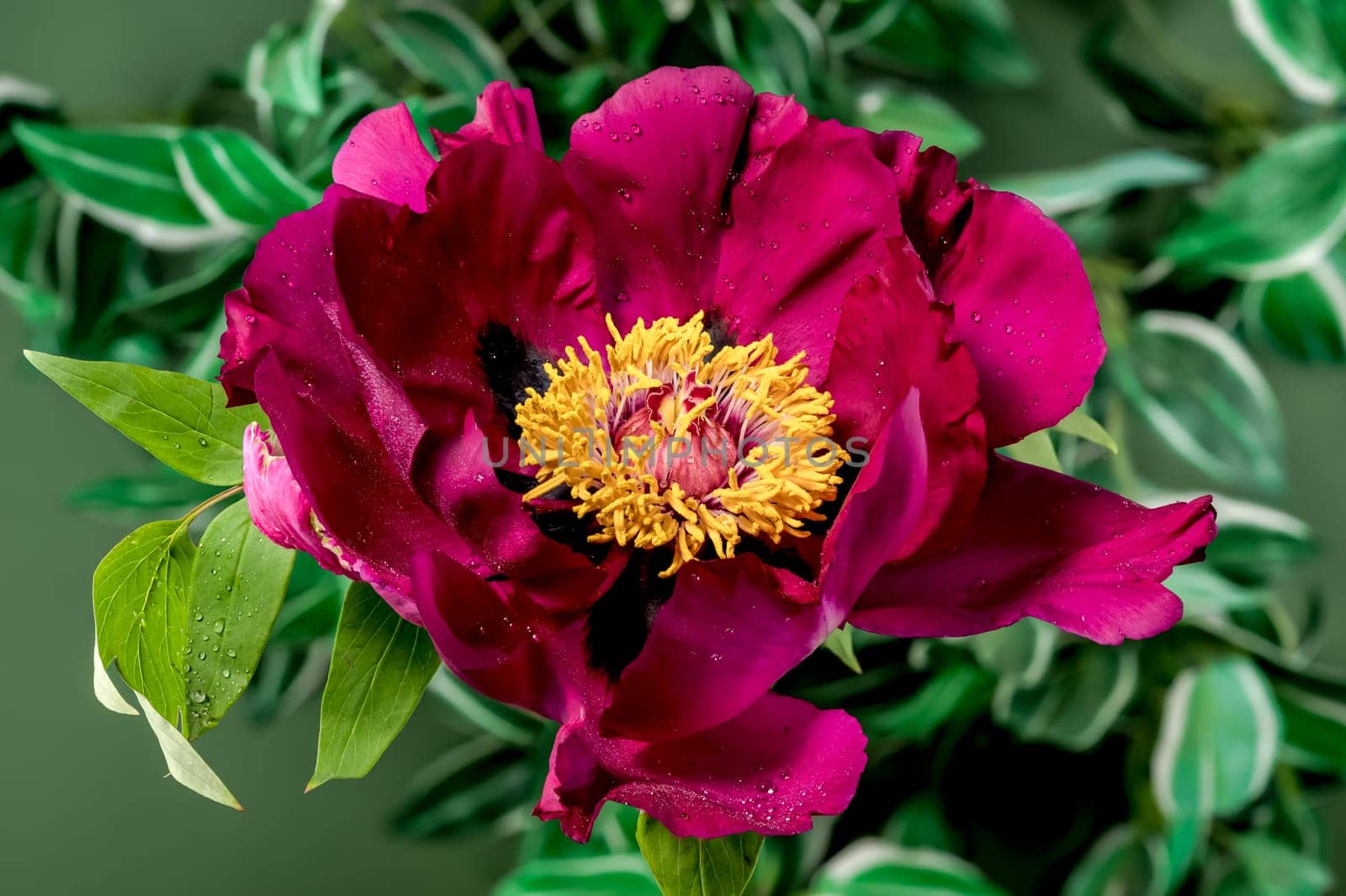 Beautiful Blooming red peony on a green leaves background. Flower head close-up.