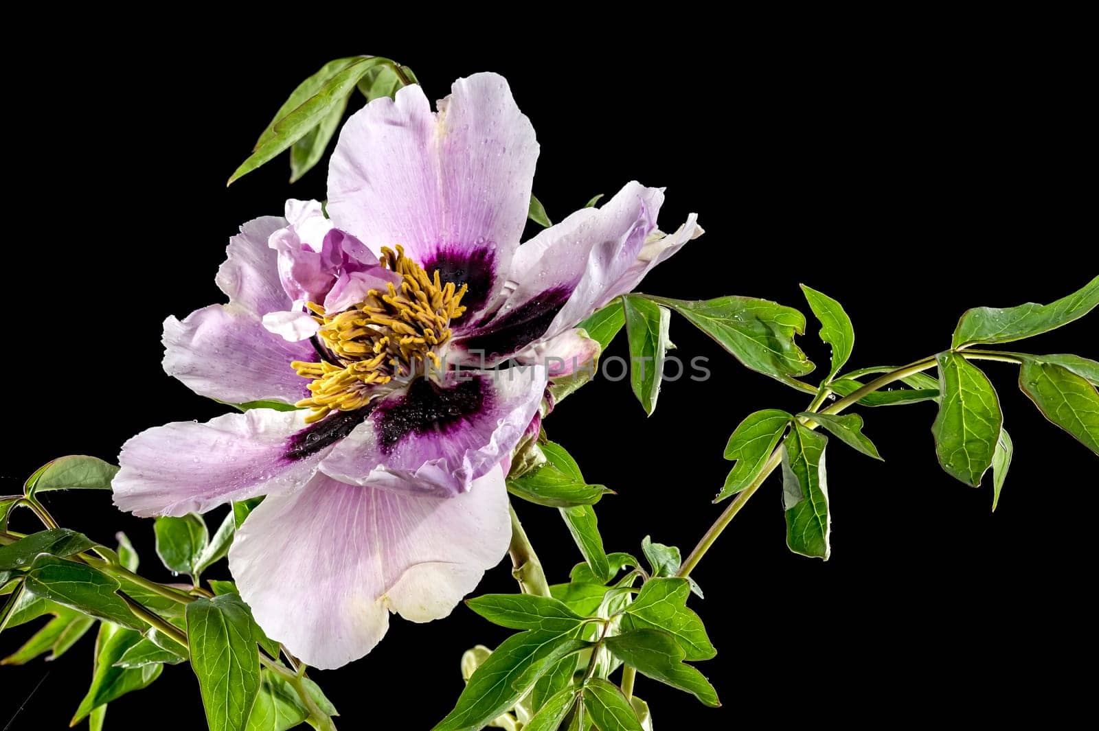 Beautiful Blooming white and pink Rock’s peony isolated on a black background. Flower head close-up.