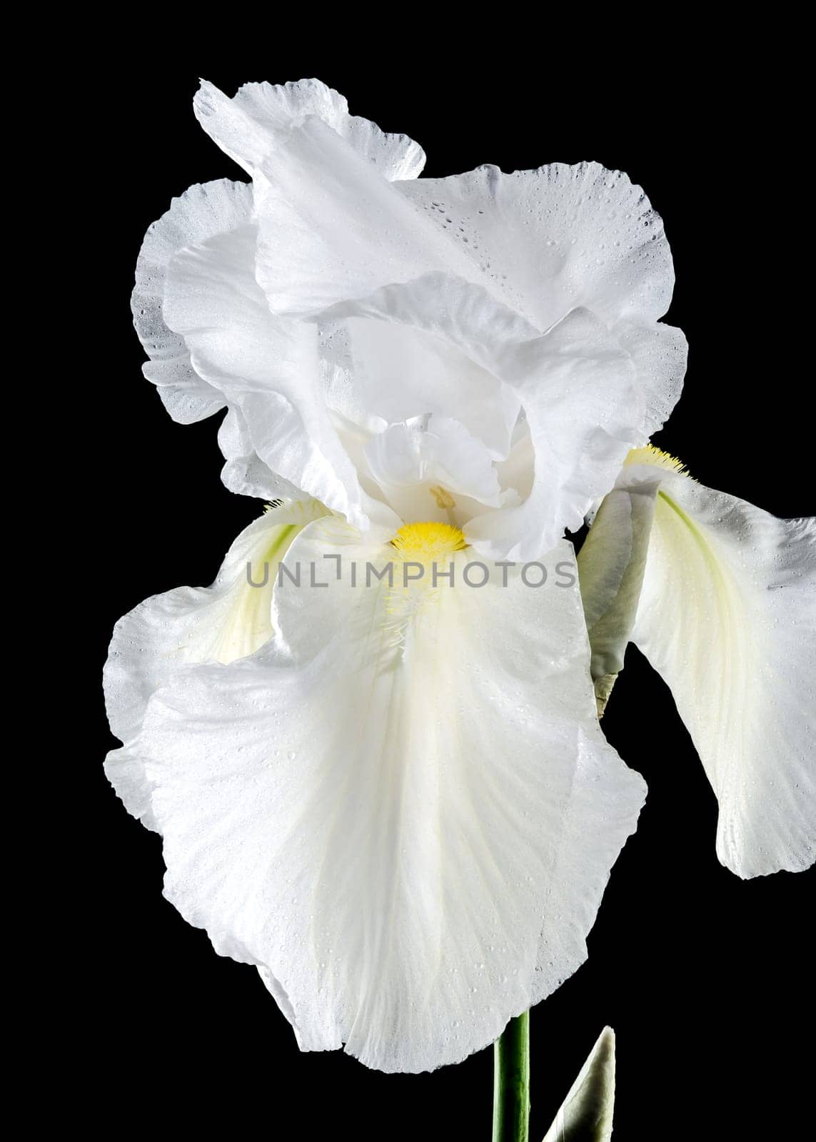 Blooming white iris Immortality on a black background by Multipedia