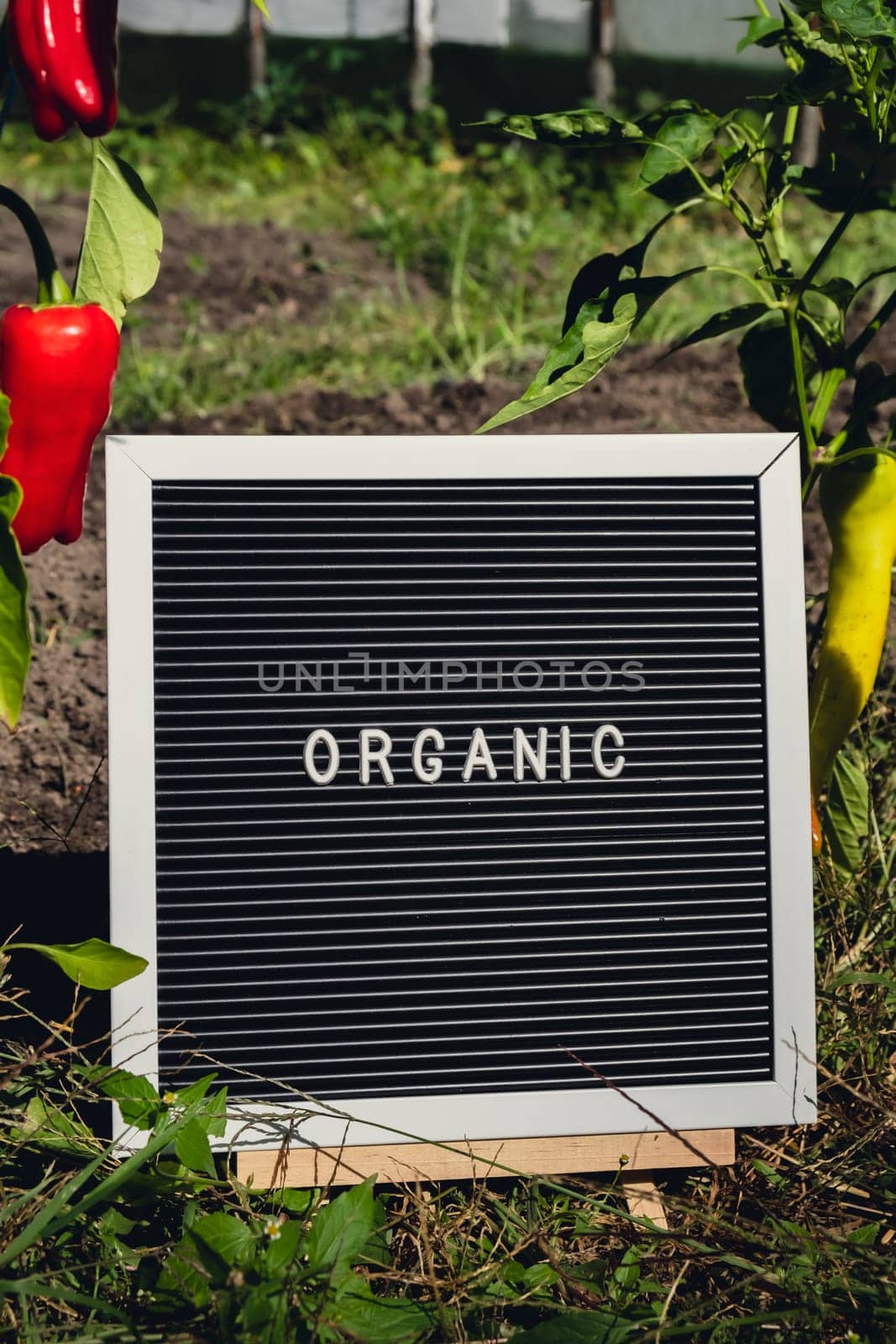 Letter board with text ORGANIC on background of garden bed with bell pepper. Organic farming, produce local vegetables concept. Supporting local farmers. Seasonal market