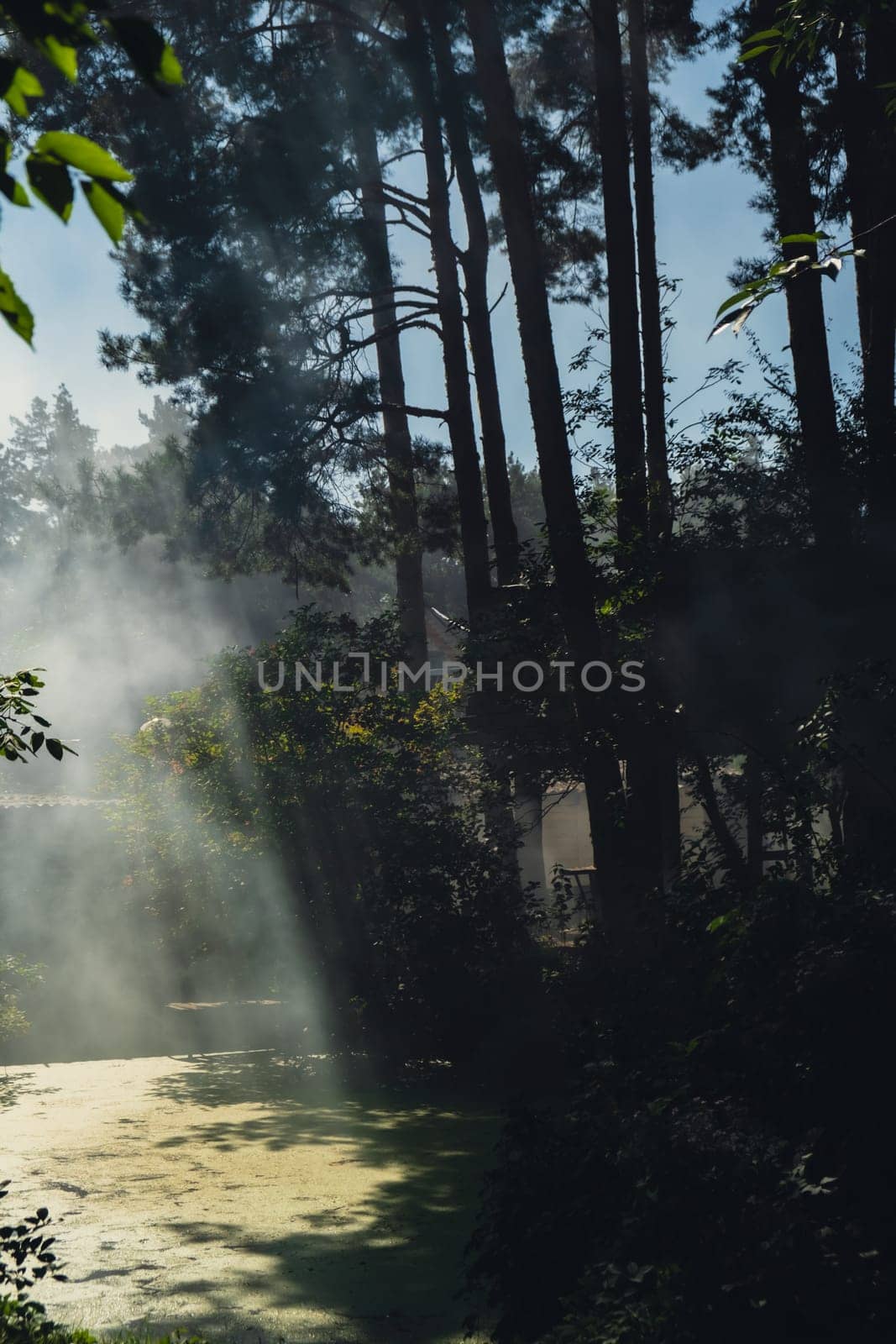 Beautiful smoke fog in trees forest. Sunbeams through morning haze. Magical foggy Forest or Park. Deep shadows from sunlight