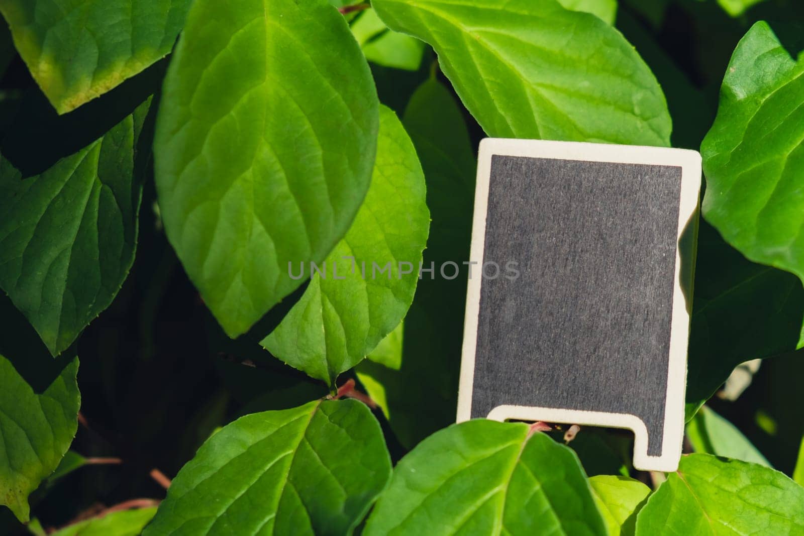 Blank Black billboard against green lemongrass leaves garden. Empty mockup template Blackboard label at farm land. Copy space banner for your text. Agricultural landscape by anna_stasiia