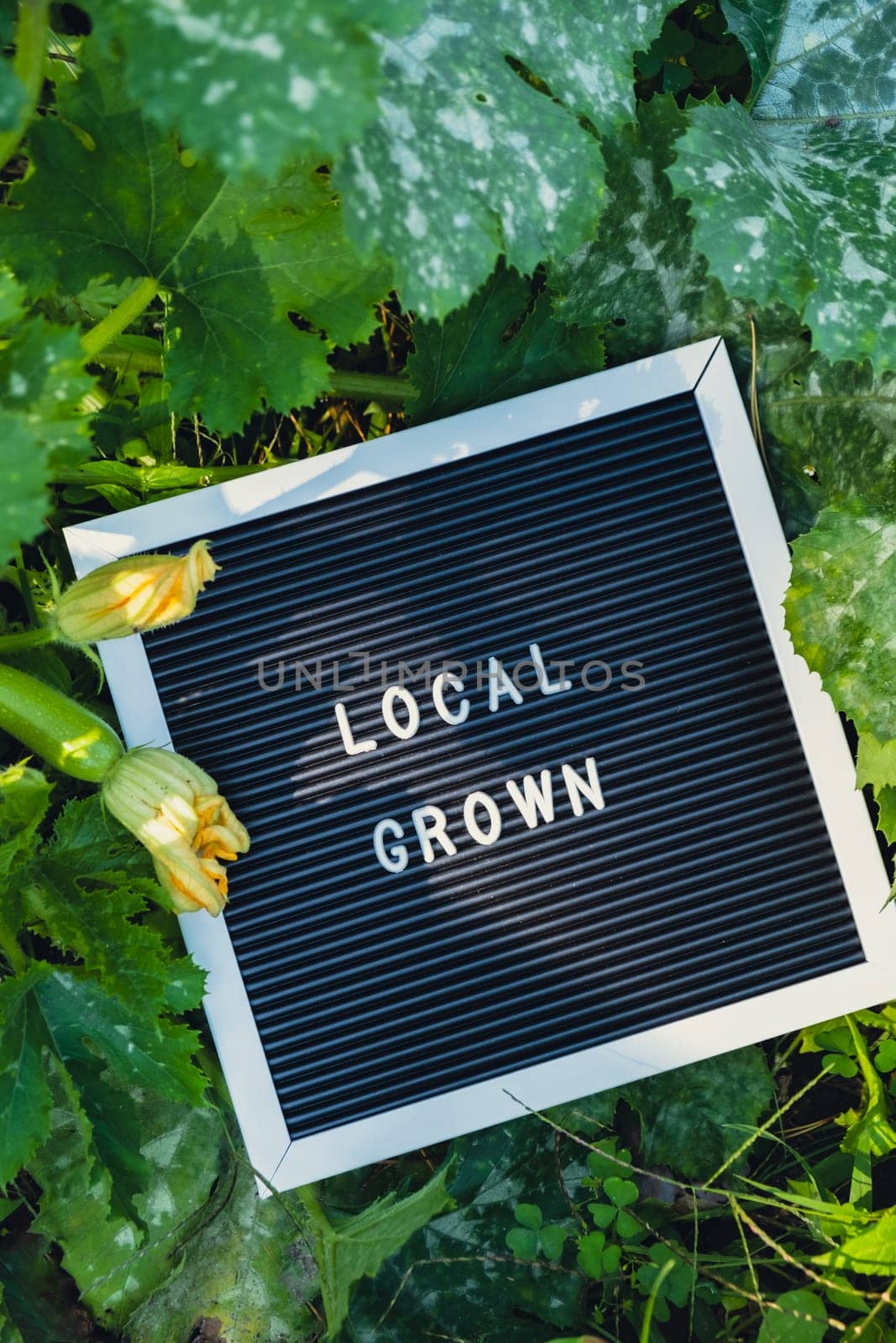 Letter board with text LOCAL GROWN on background of garden bed with zucchini. Organic farming, produce local vegetables concept. Supporting local farmers. Seasonal market