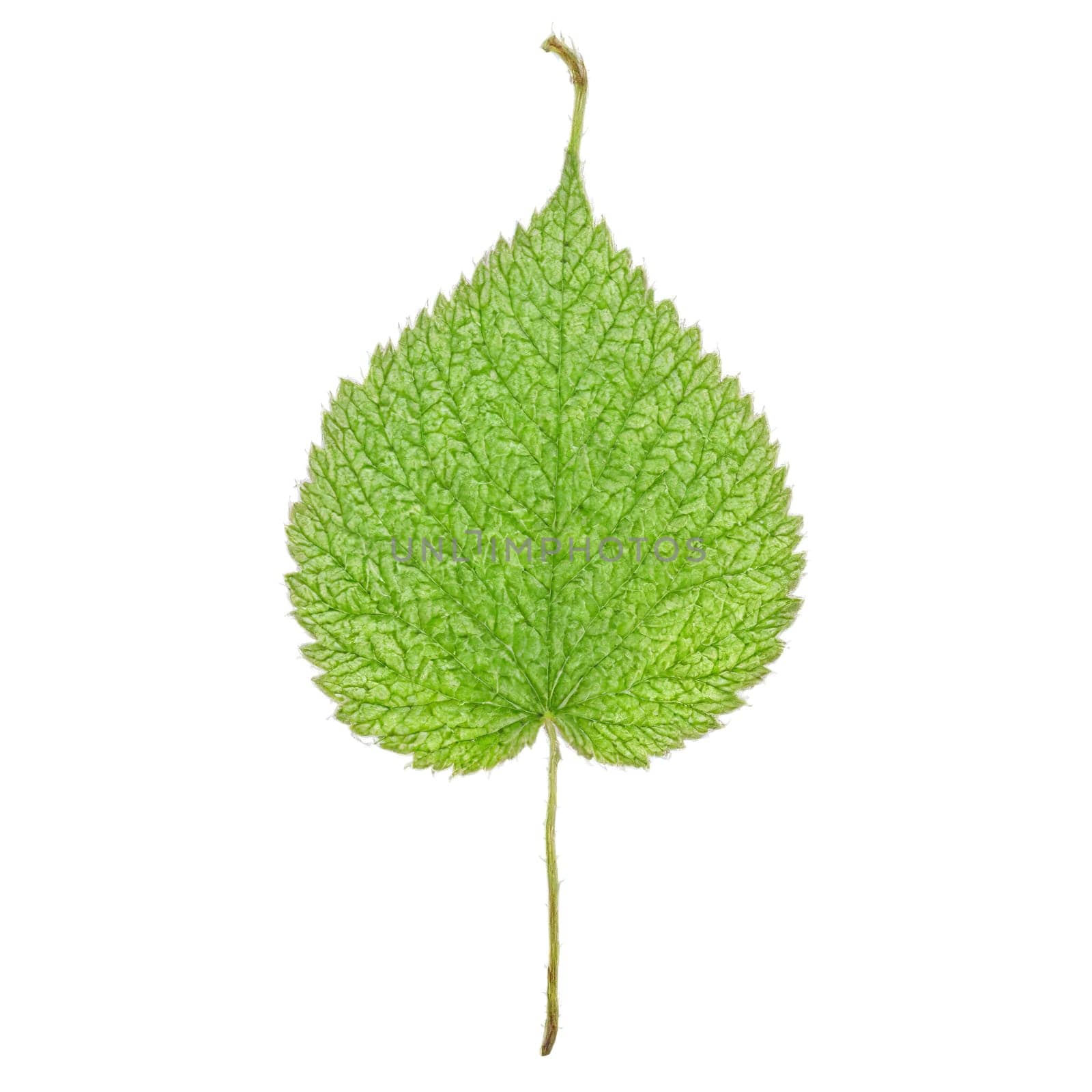 Raspberry Leaf compound yellow leaf with serrated leaflets and a slightly wavy texture Rubus idaeus by panophotograph