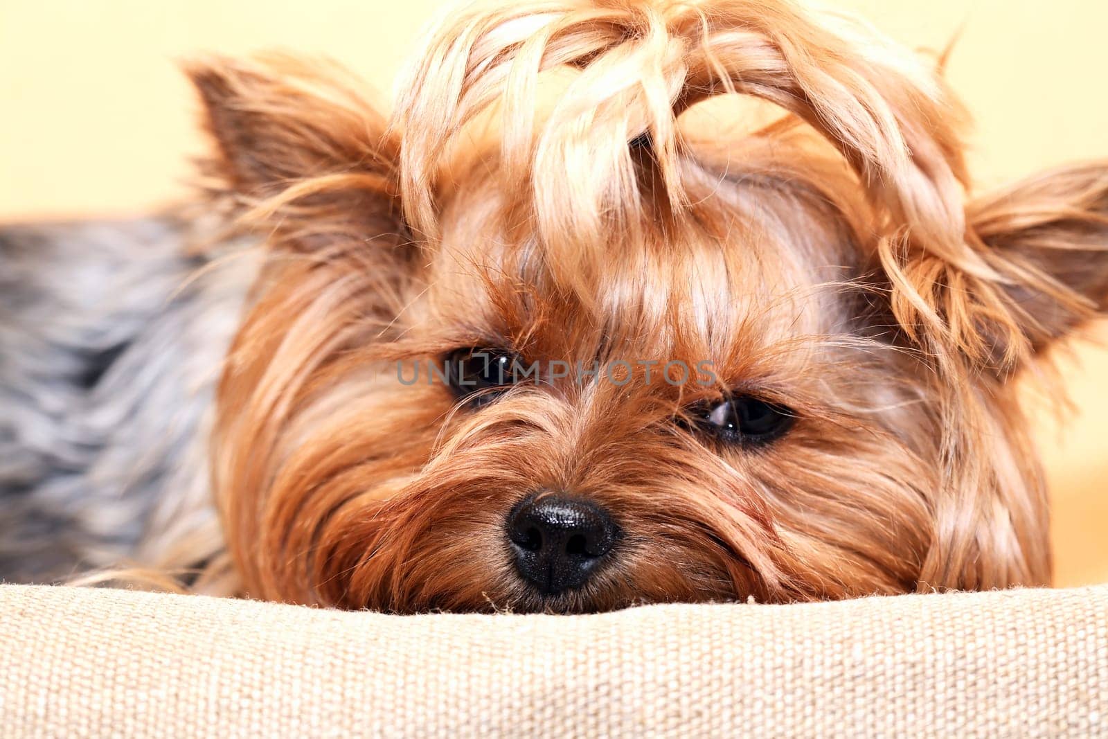 Closeup portrait of funny little yorkshire terrier