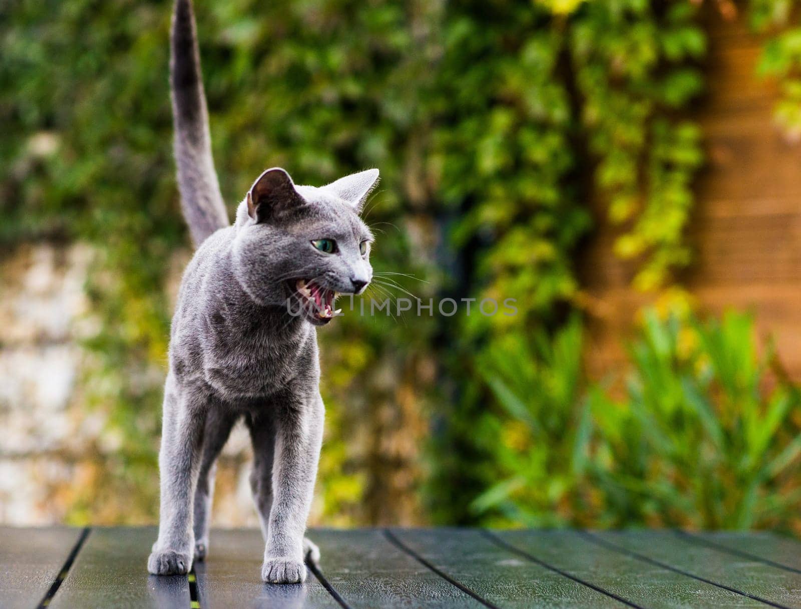 British Shorthair blue cat lying and sitting on a wooden table in green garden.