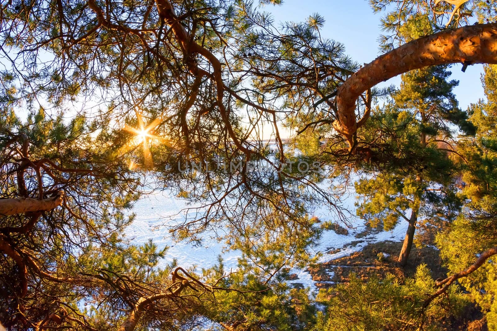 at altitude, the sun shines through the branches of a pine in winter