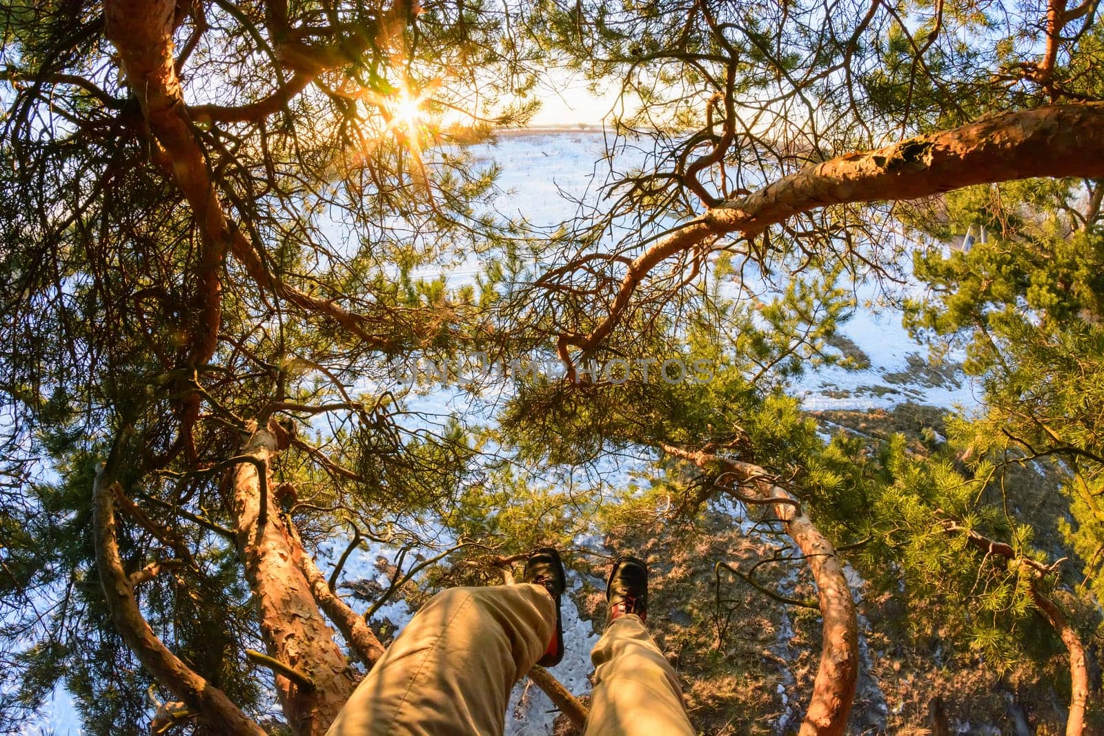 Sun rays break through branches of pine, male feet