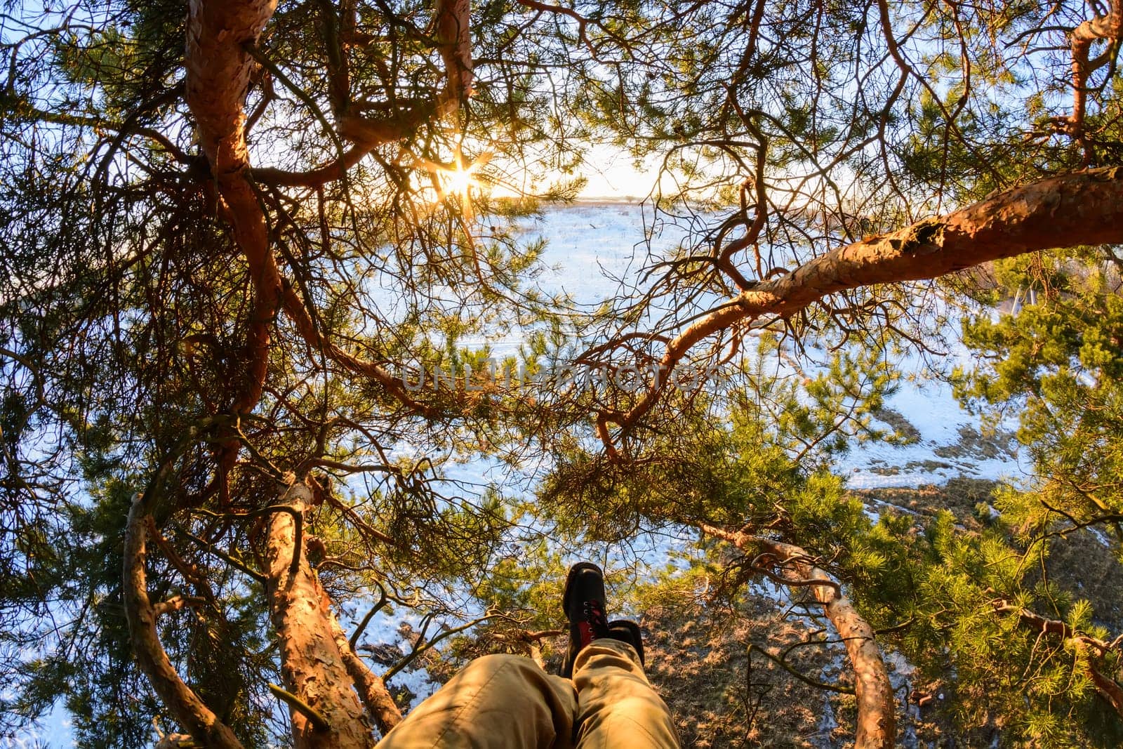 beautiful view through the branches of a pine trees on Sunny winter day