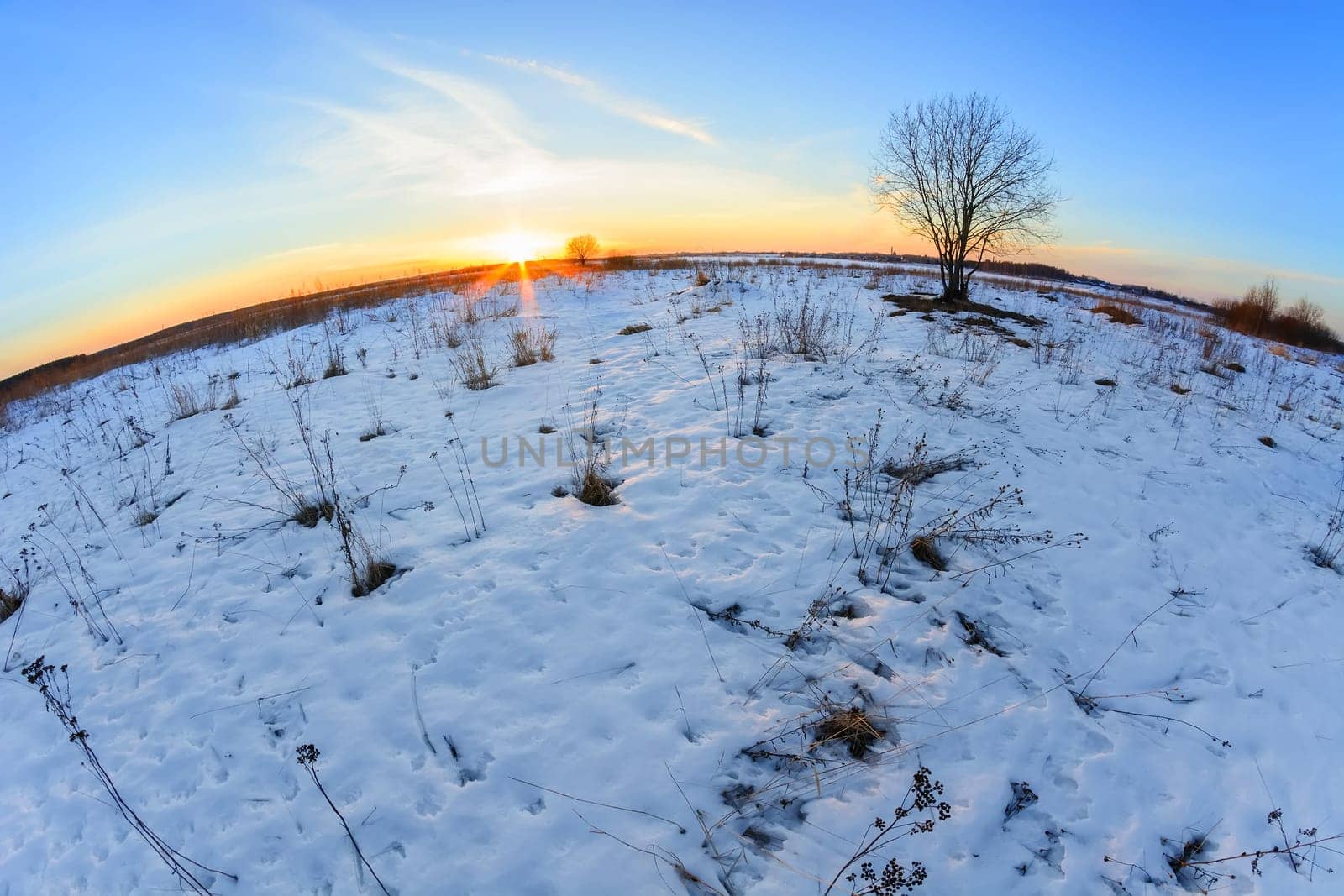tree in a snow-covered field at sunset in winter