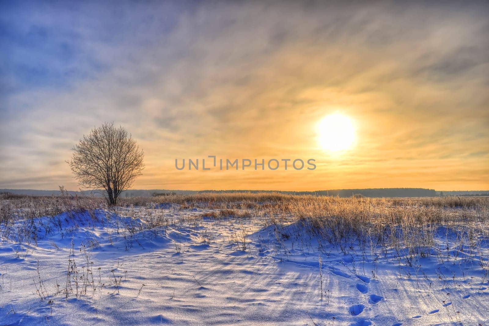 Lonely tree in winter against a blue sunny sky