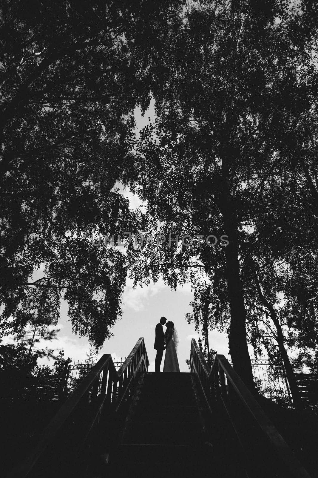 silhouette of the bride and groom in nature on the wedding day