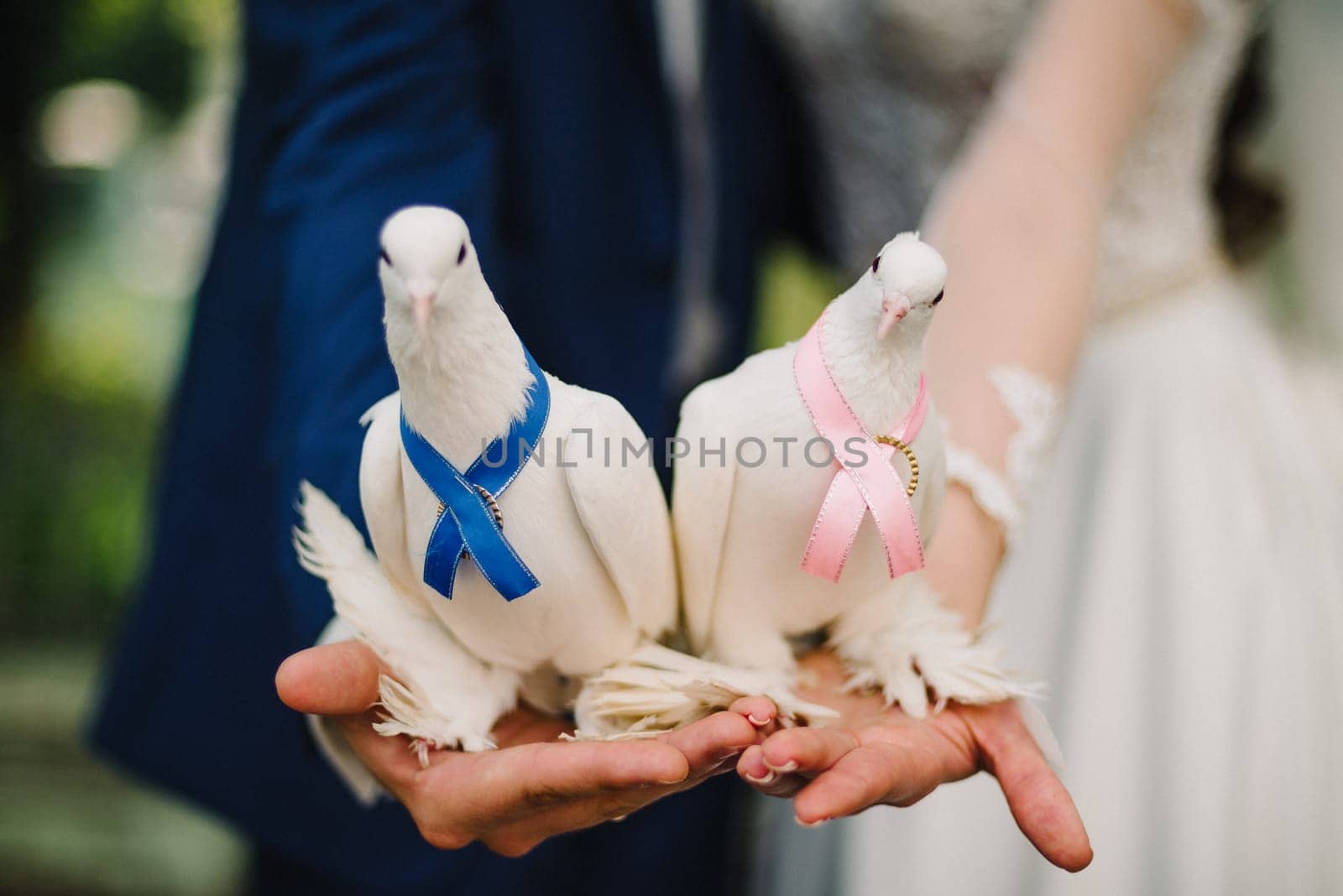 white doves decorated with ribbons sitting on the hands of the people as a symbol of peace