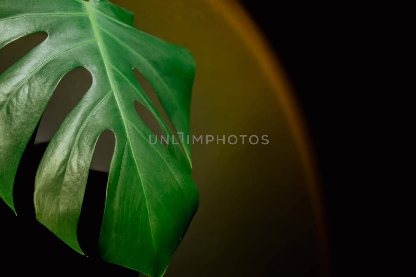 Monstera silhouette leaf in dark background and light from sunset aesthetic lamp. Projector yellow light golden hour effect. House plants sustainable environmentally friendly harmonious space at home. Copy space