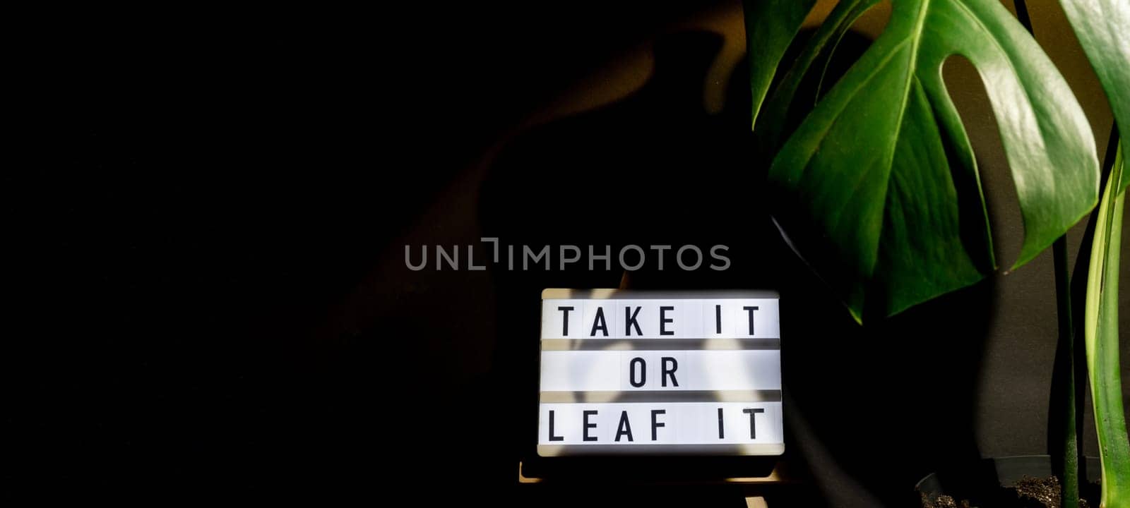 Funny joke idea inscription saying TAKE IT OR LEAF leave IT Monstera silhouette leaf in dark background and light from sunset aesthetic lamp. Projector yellow light golden hour effect. House plants sustainable environmentally friendly harmonious space at home.