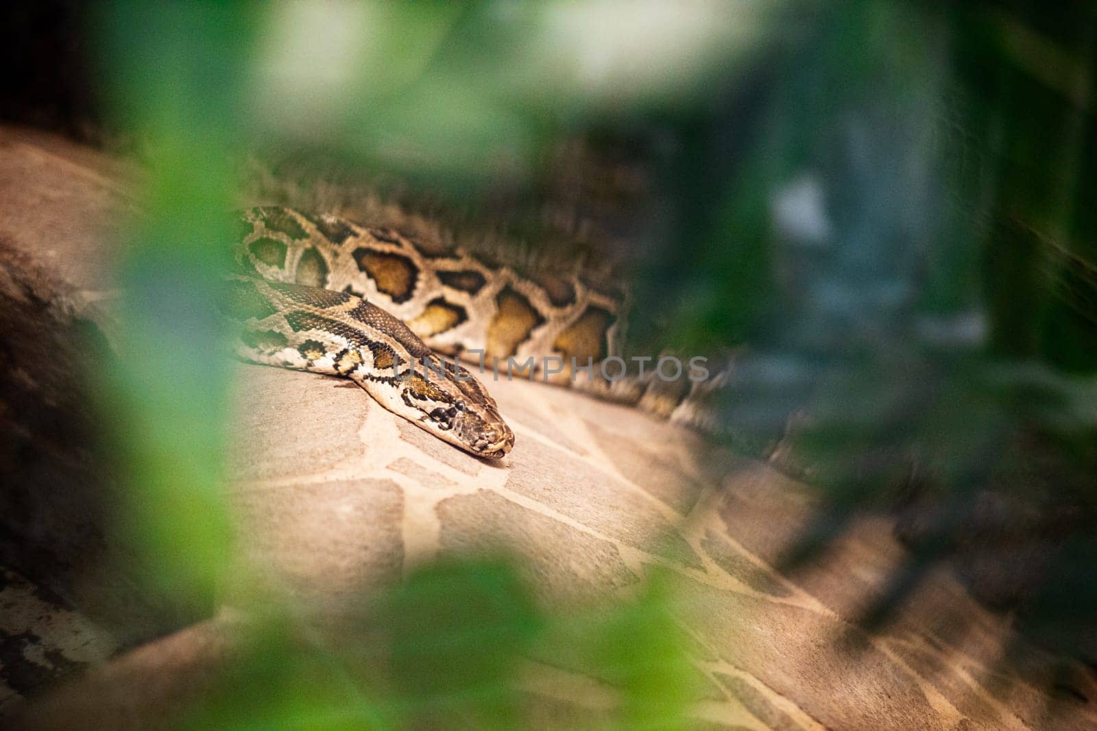 Close up of burmese python (python molurus bivittatus).