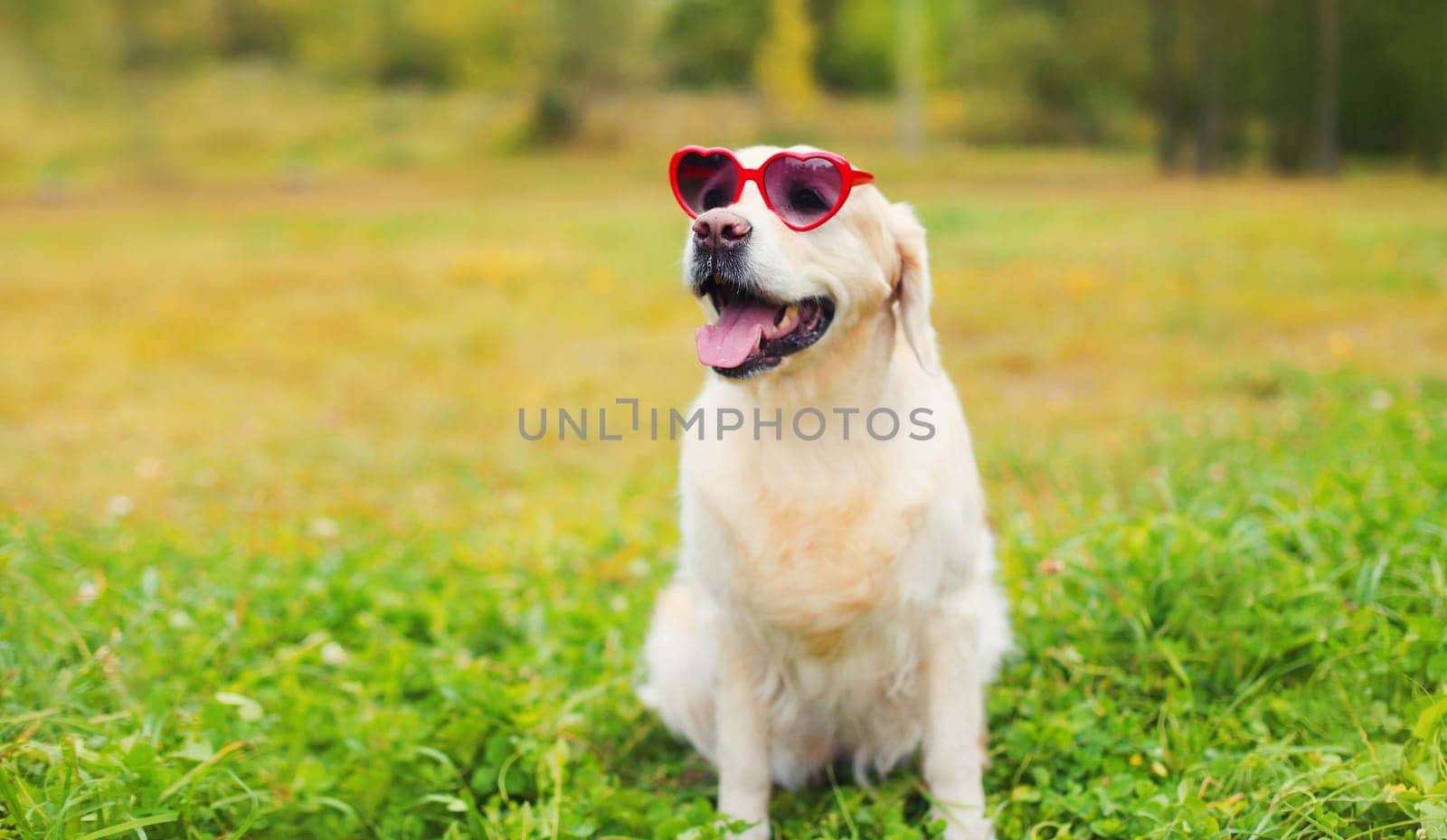 Portrait of happy Golden Retriever dog in red heart shaped sunglasses sitting on green grass in summer park
