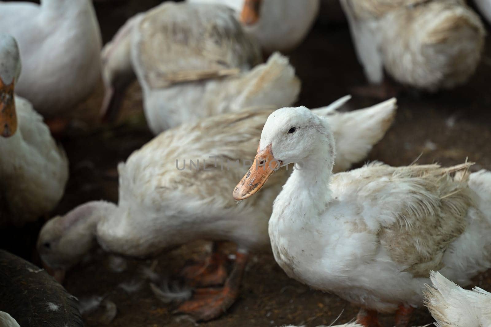 Flock of white ducks feeding on rural farm by prathanchorruangsak