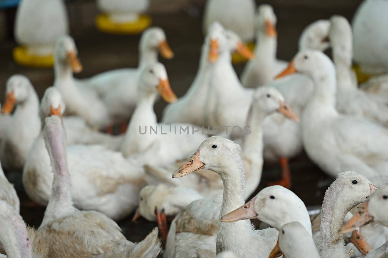 White ducks on rural farm for domestic agriculture.