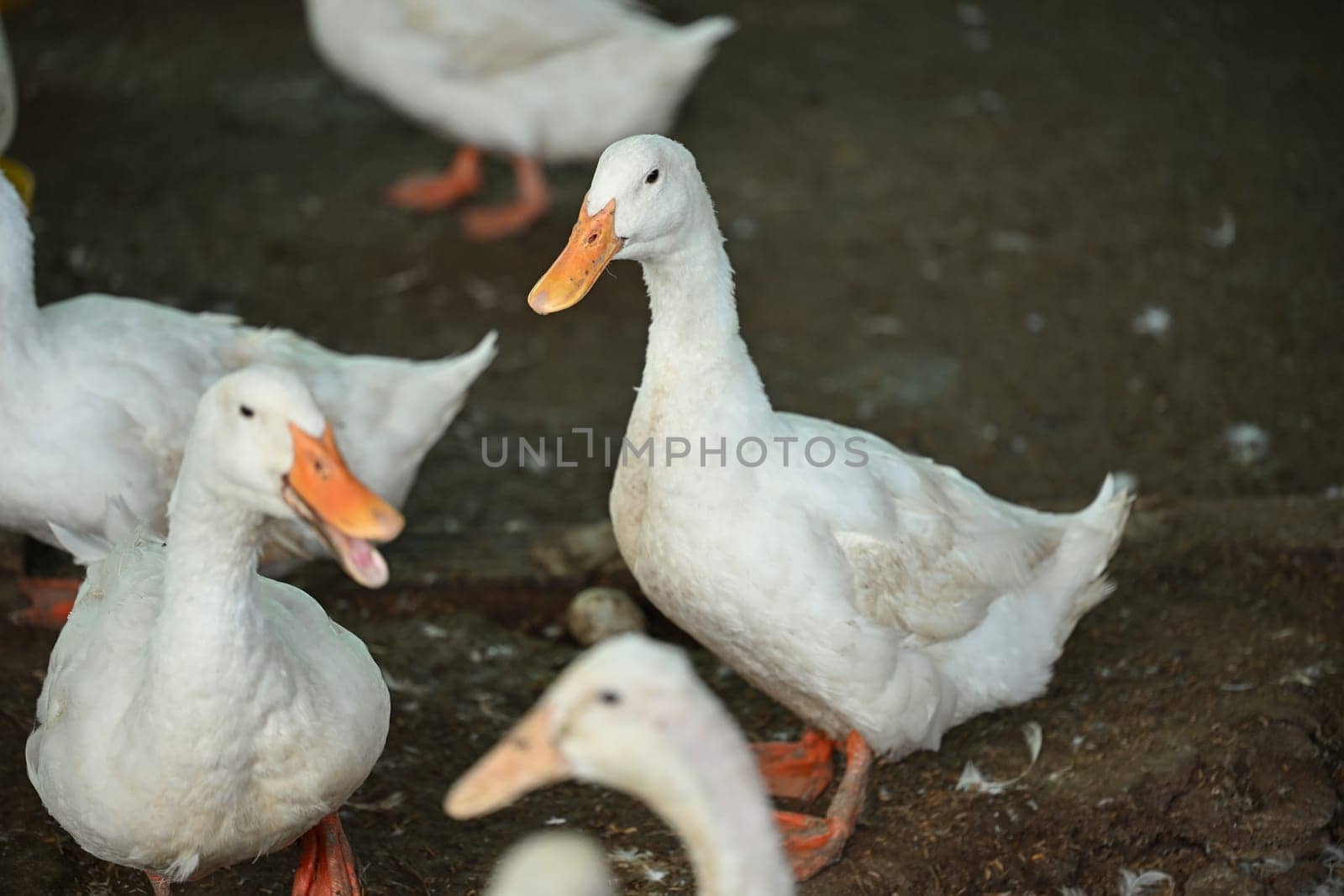 Domestic white duck feeding in a rural yard by prathanchorruangsak