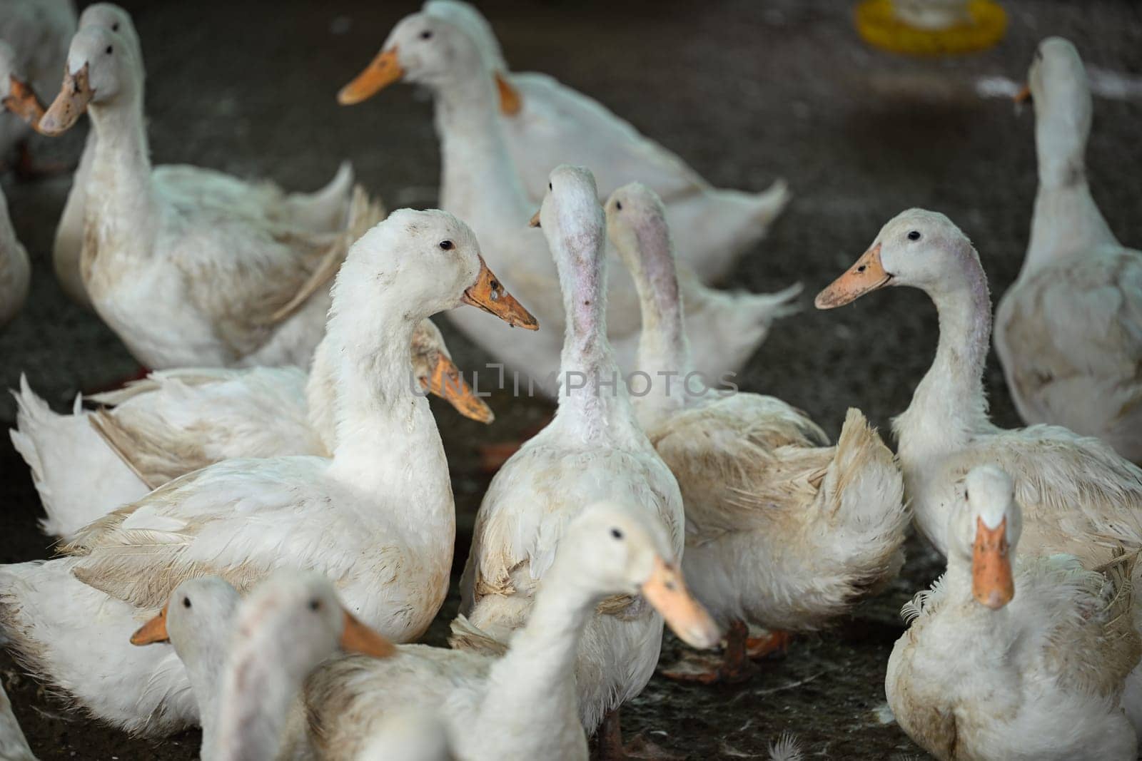 Flock of white ducks feeding on rural farm by prathanchorruangsak