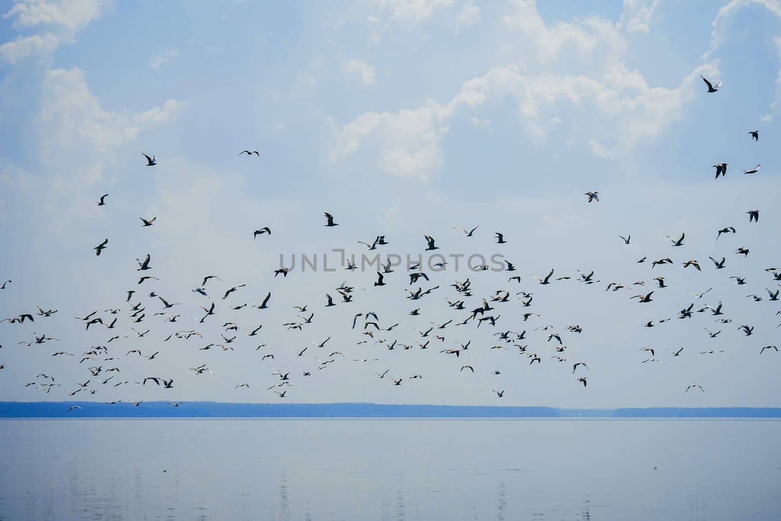flock of seagulls in the sky flying over water