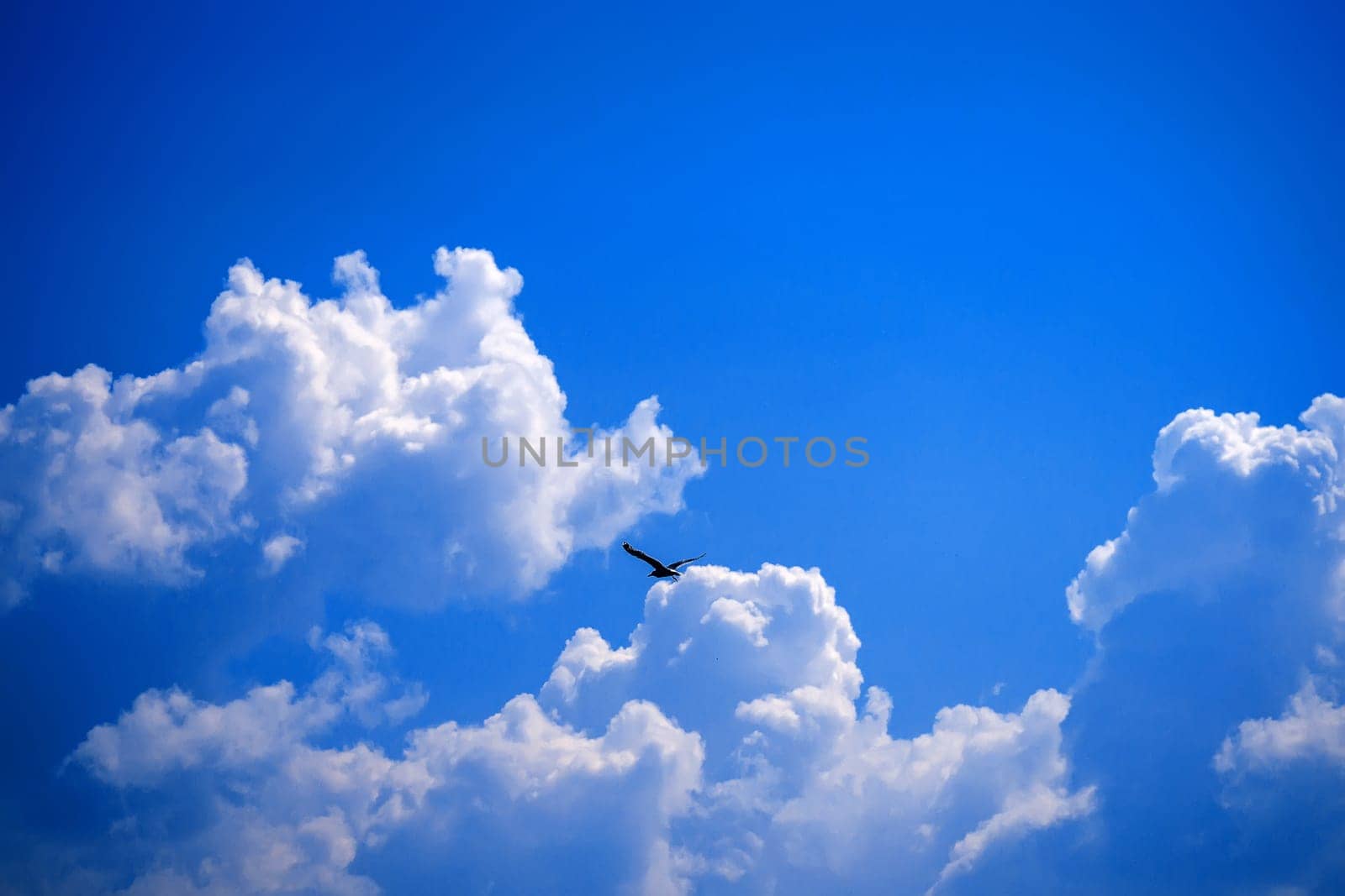Seagull flying on a background of blue sky with white clouds over the sea