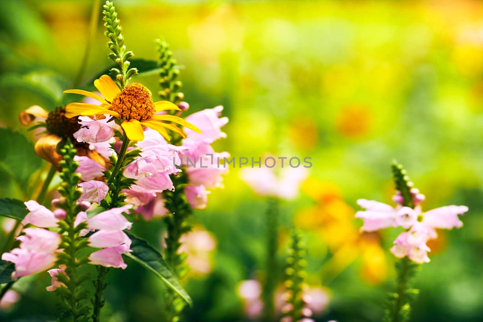 Blooming summer spring meadow with garden flowers by jovani68