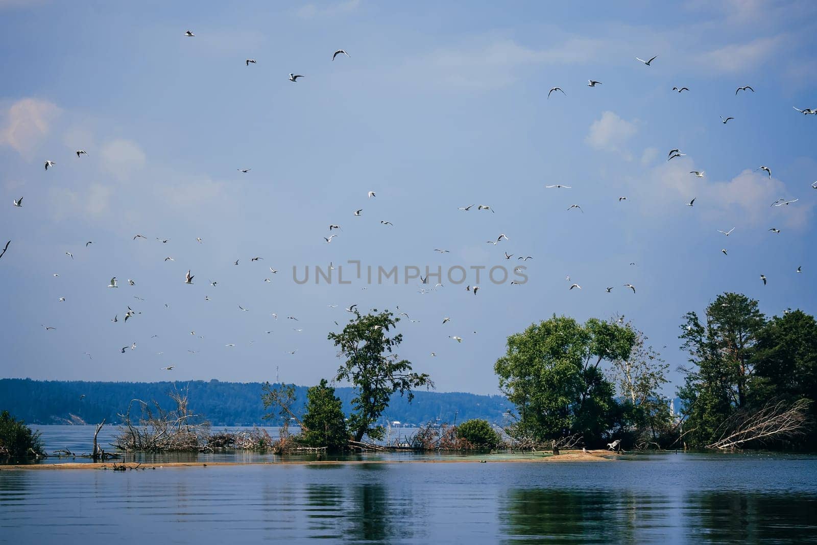 flock of seagulls flying against the blue clear sky and the beach over the water