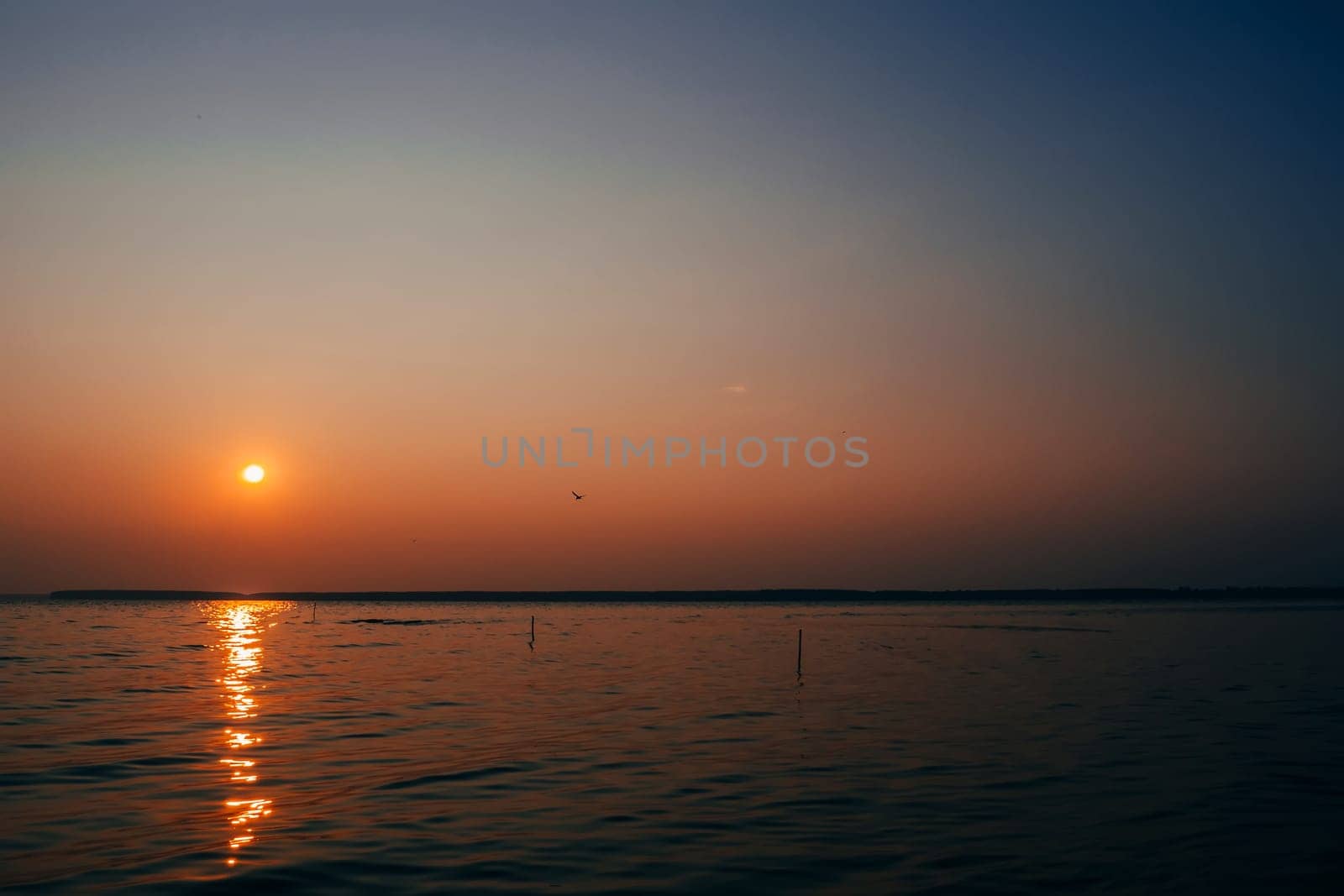 sunrise over the river with the orange sky and a flying Seagull