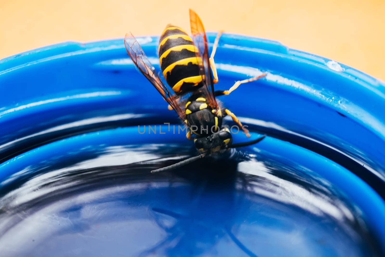 yellow black wasp macro drinking from tube closeup