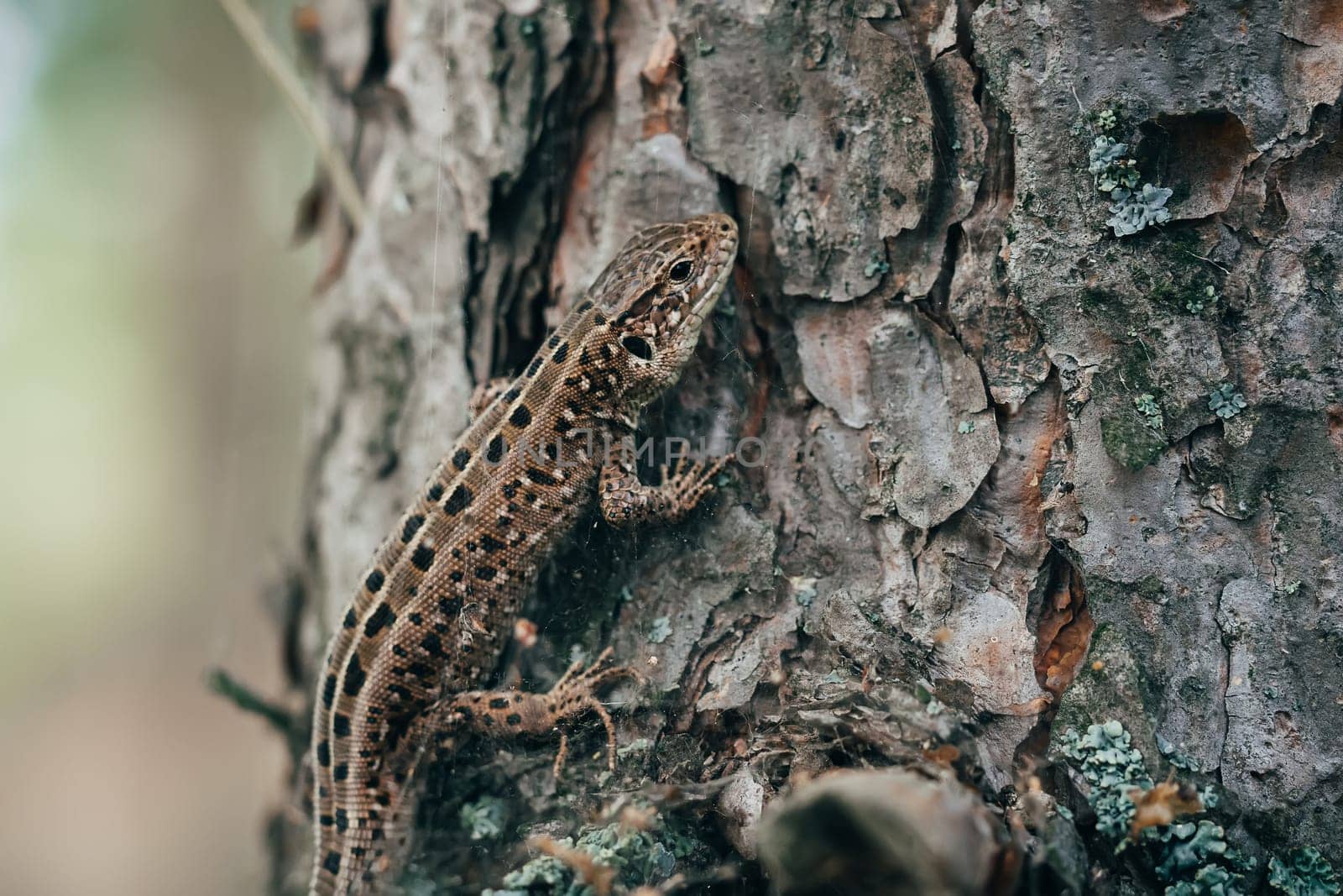 macro of a lizard disguised as tree bark in the forest closeup