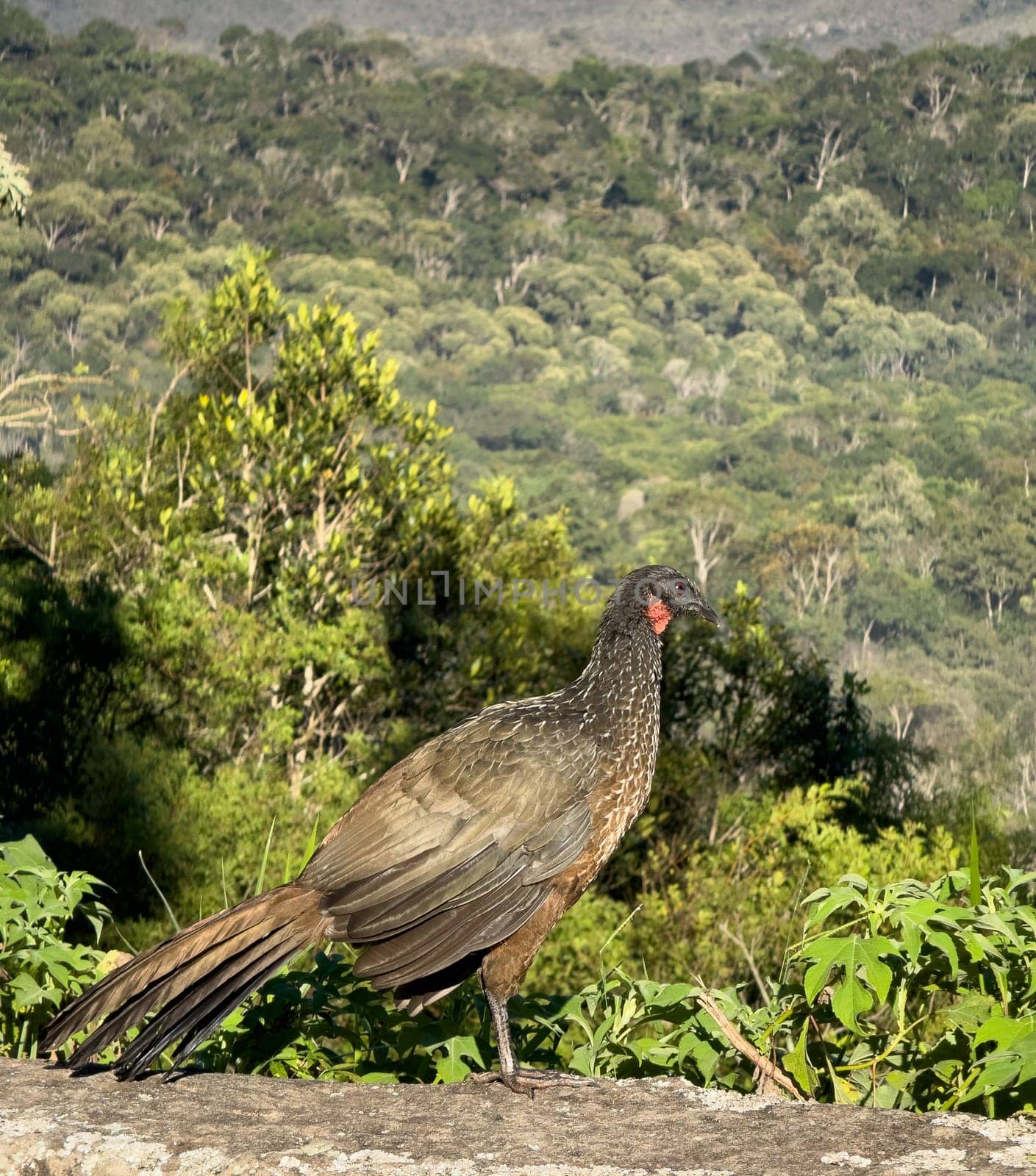 Majestic wild jacu bird standing against a lush forest backdrop by FerradalFCG