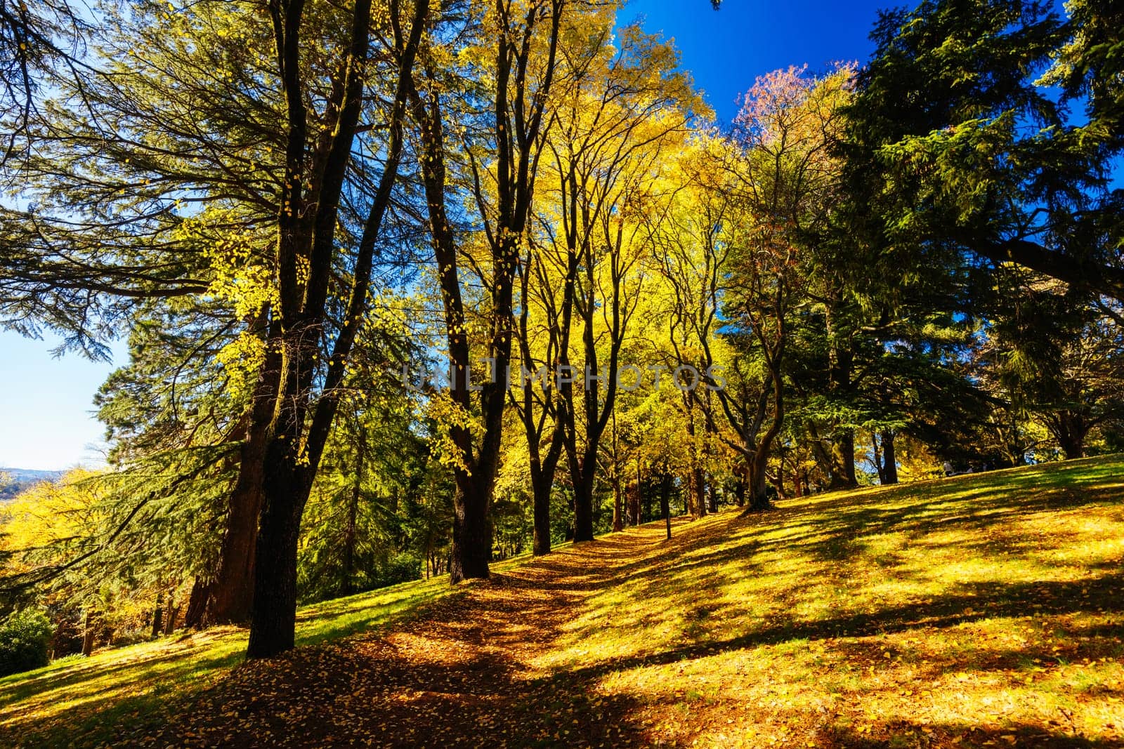 A late autumn afternoon in Wombat Hill Botanic Gardens in Daylesford Victoria Australia