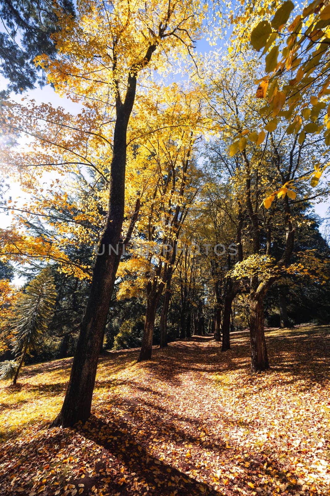 A late autumn afternoon in Wombat Hill Botanic Gardens in Daylesford Victoria Australia