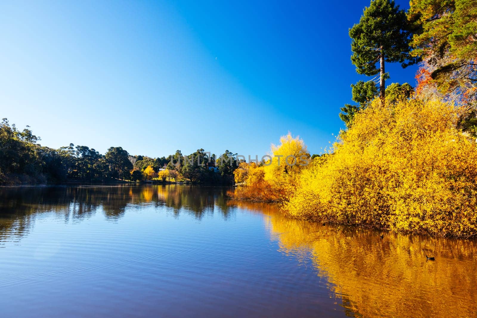 DAYLESFORD, AUSTRALIA - MAY 12 2024: Landscape around Lake Daylesford in a cool late autumn afternoon in Daylesford, Victoria, Australia