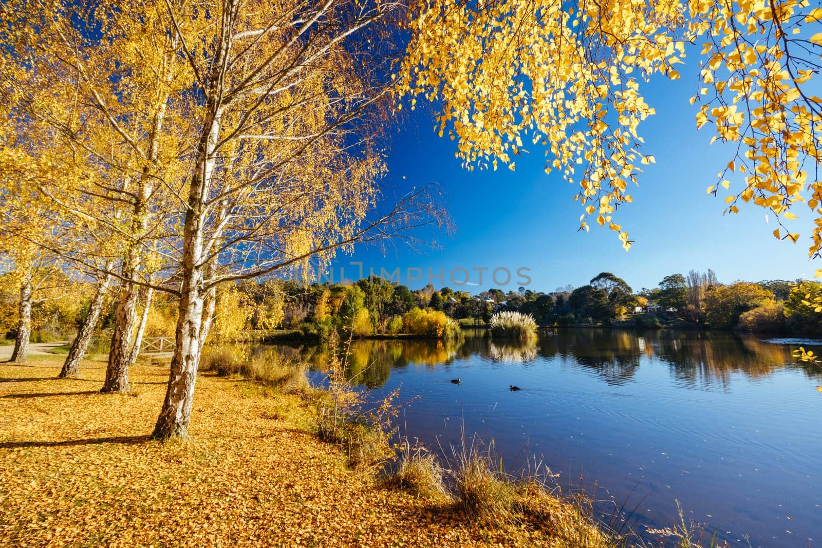 DAYLESFORD, AUSTRALIA - MAY 12 2024: Landscape around Lake Daylesford in a cool late autumn afternoon in Daylesford, Victoria, Australia