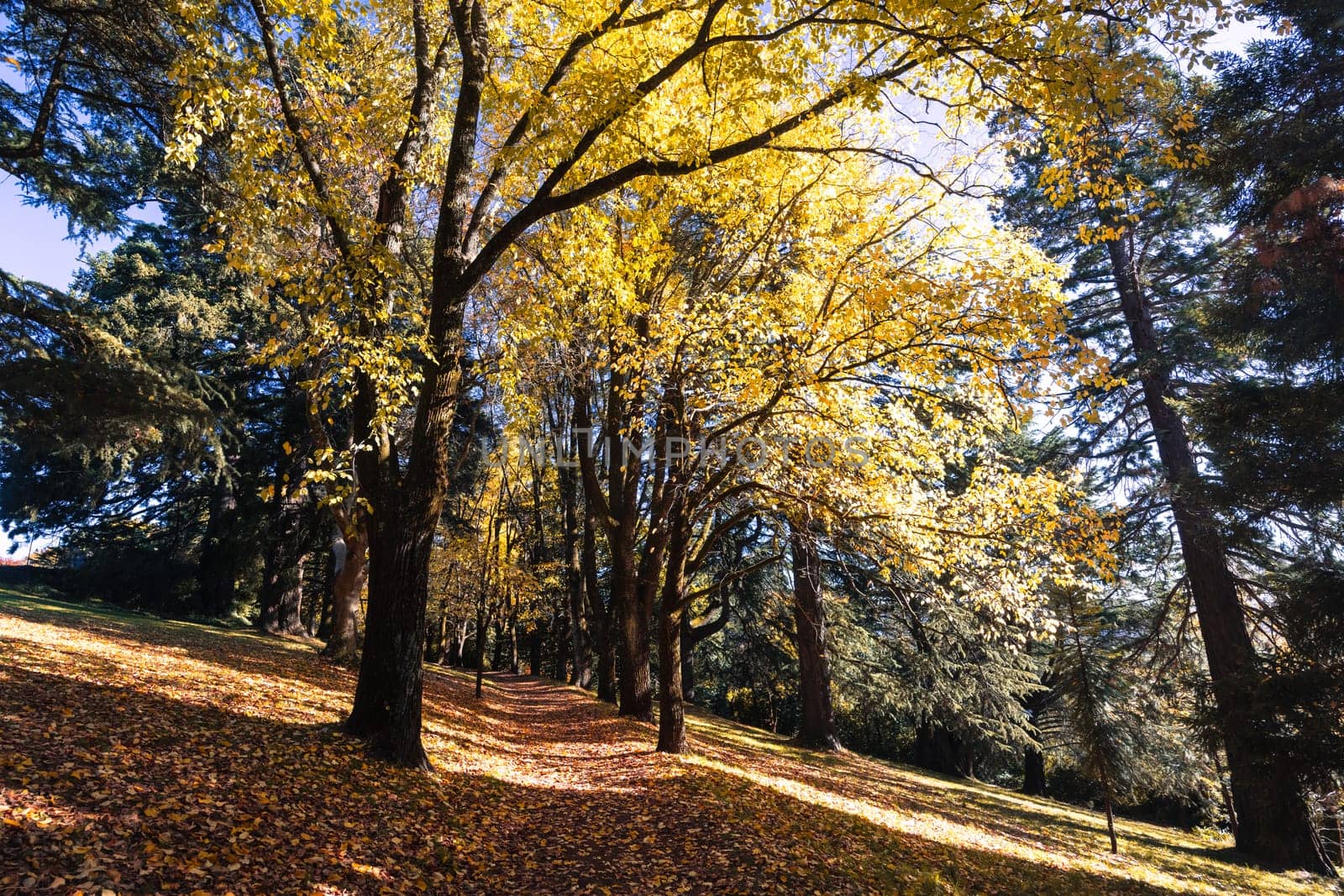 A late autumn afternoon in Wombat Hill Botanic Gardens in Daylesford Victoria Australia